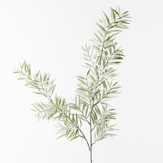 A single Floral Interiors acacia leaf spray with slender leaves and multiple stems, isolated against a white background.