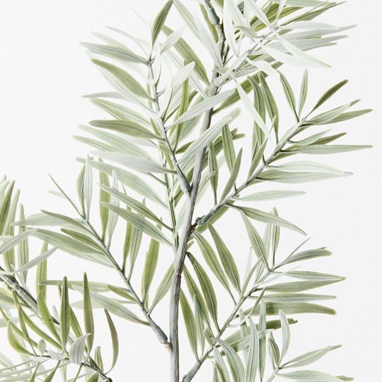 A single Floral Interiors acacia leaf spray with slender leaves and multiple stems, isolated against a white background.