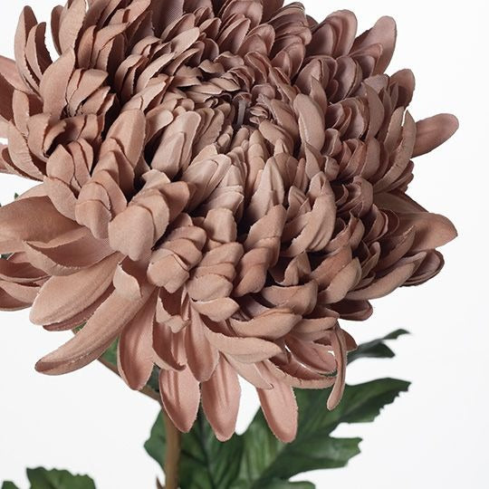 Chrysanthemum - Coffee
