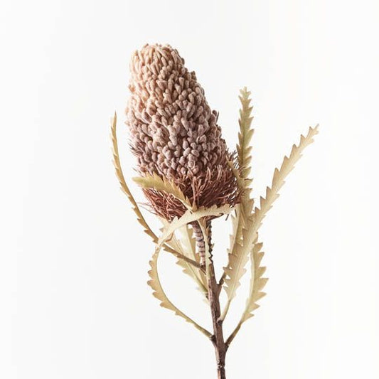 Banksia Acorn