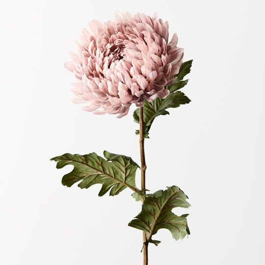 Chrysanthemum - Dusty Pink