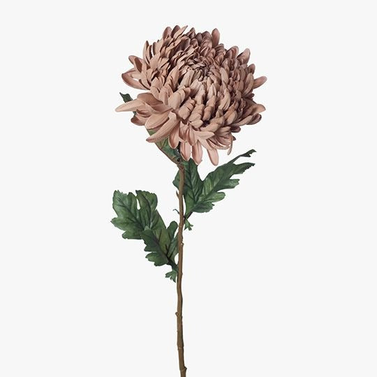 Chrysanthemum - Coffee