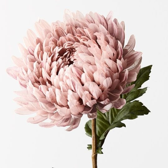 Chrysanthemum - Dusty Pink