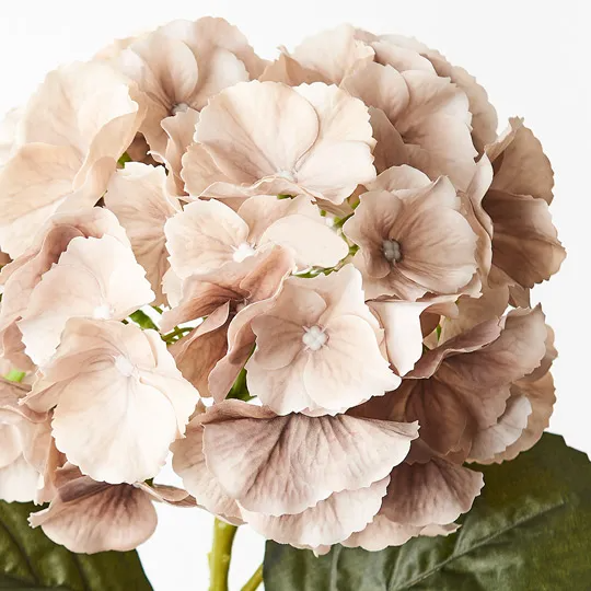 Hydrangea - Coffee