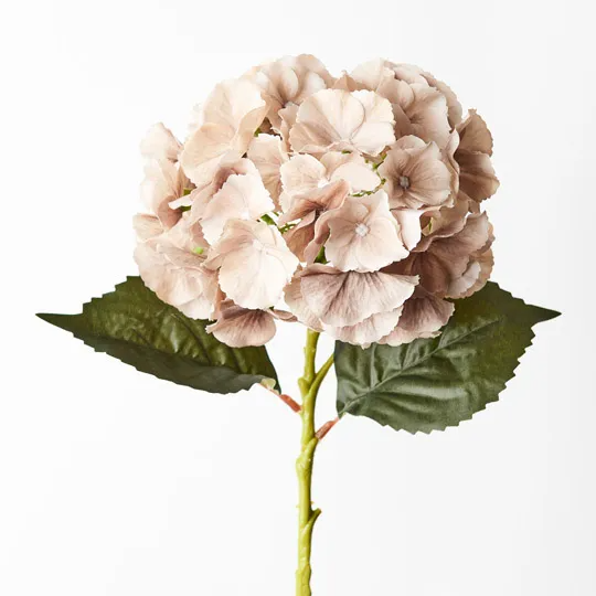 Hydrangea - Coffee
