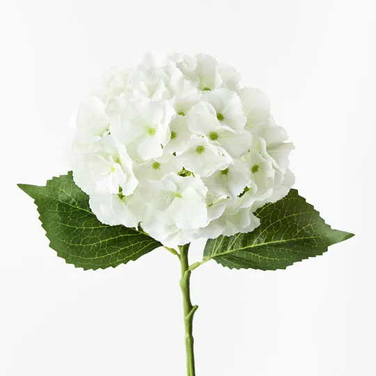 Hydrangea - White Green
